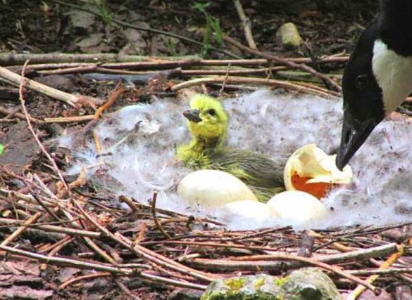 nichoir oiseaux à fabriquer soi-même facile 2024 - Auguste et Claire