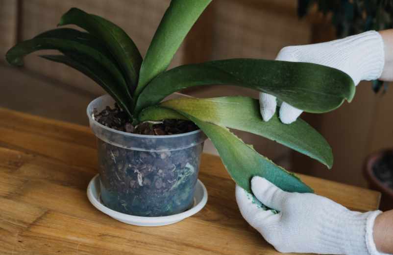 Guide étape par étape pour rempoter une orchidée