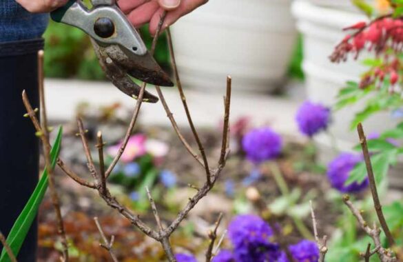 Taille rosier grimpant : quand et comment le faire ?